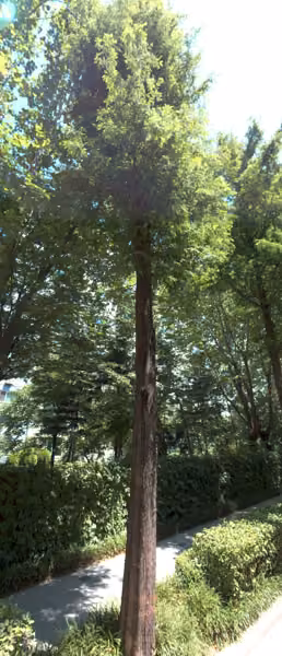 tree photo