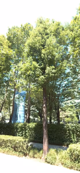 tree photo
