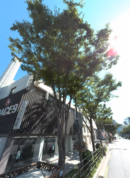 tree photo