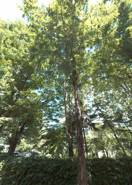 tree photo