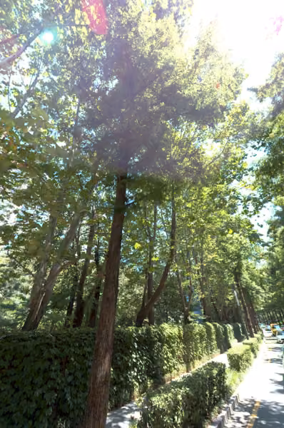 tree photo