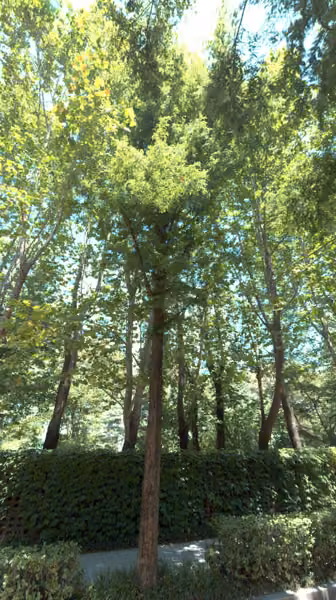 tree photo