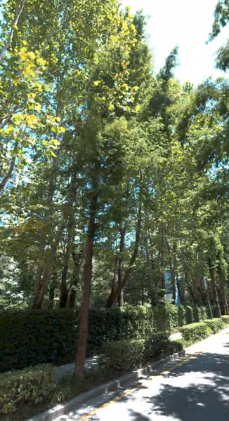 tree photo