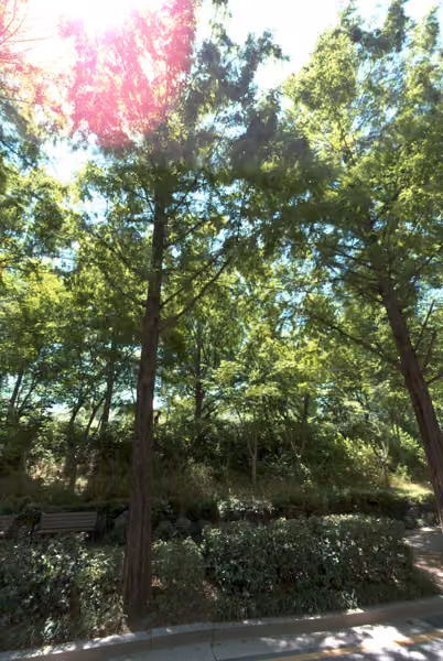 tree photo