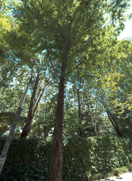 tree photo