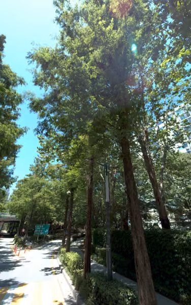 tree photo