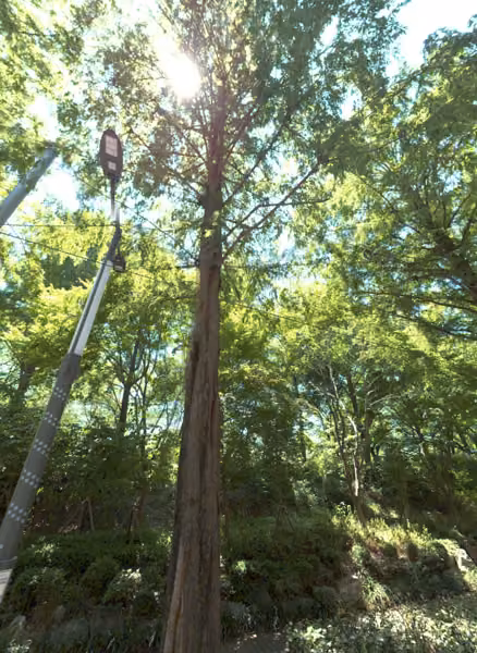 tree photo