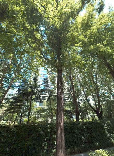 tree photo