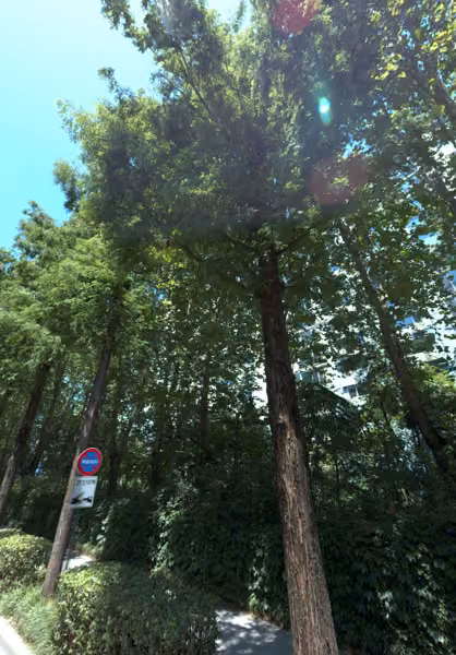 tree photo