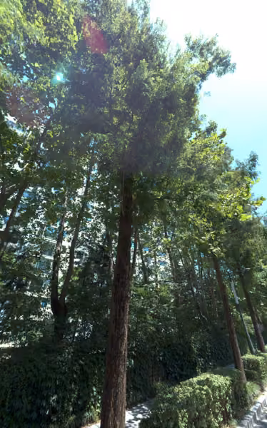 tree photo