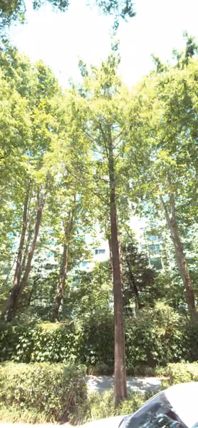 tree photo