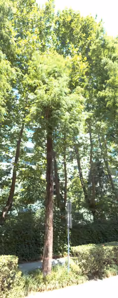 tree photo