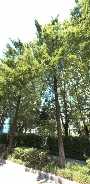 tree photo
