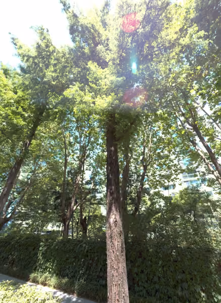 tree photo