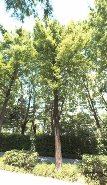 tree photo