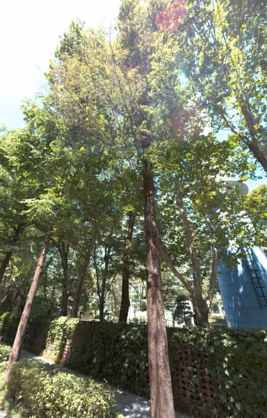 tree photo