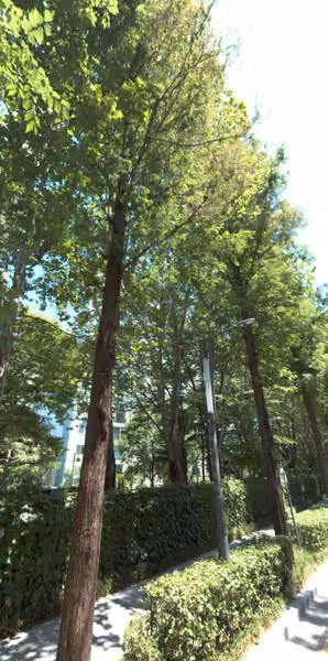 tree photo