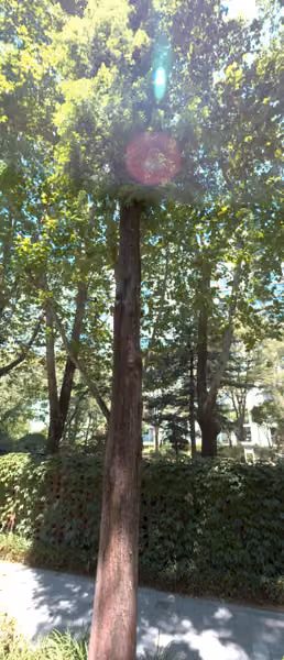 tree photo