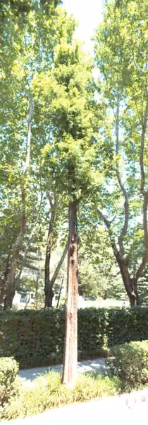 tree photo