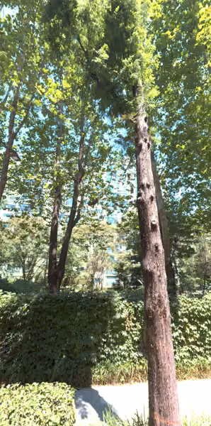 tree photo