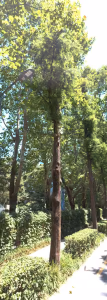 tree photo