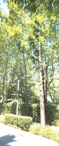tree photo