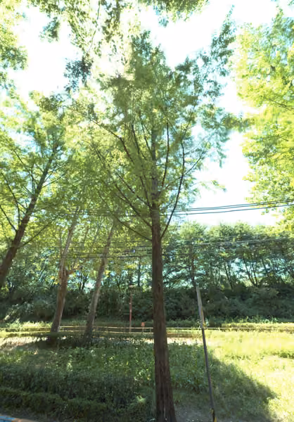 tree photo