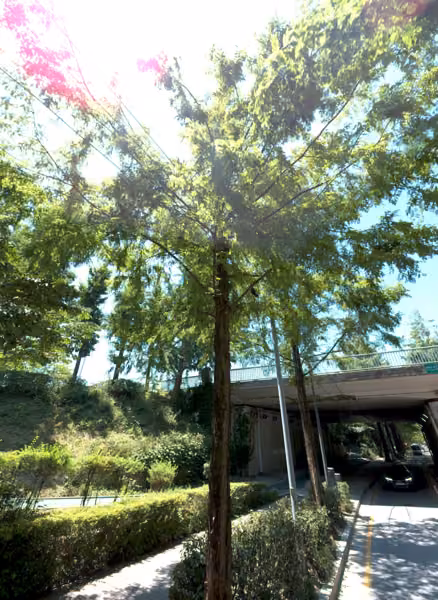 tree photo