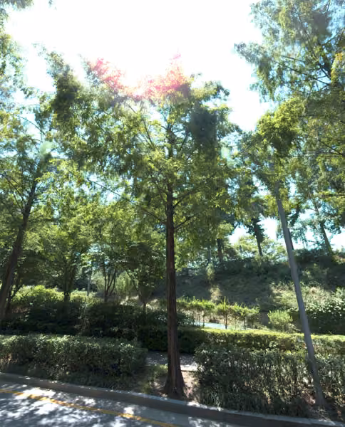 tree photo