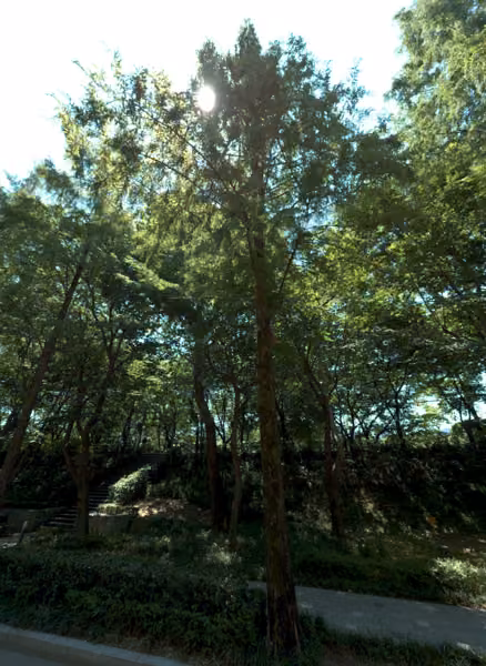 tree photo