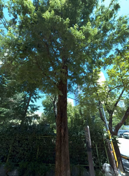 tree photo