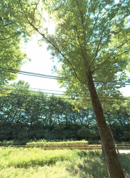 tree photo