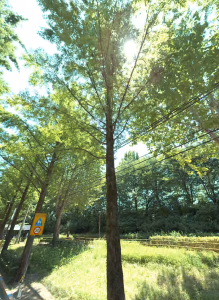 tree photo