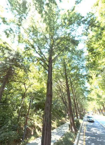 tree photo