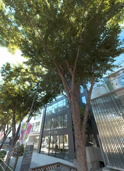 tree photo