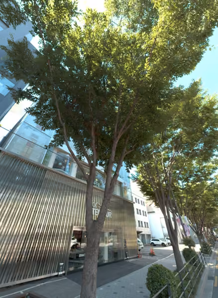 tree photo