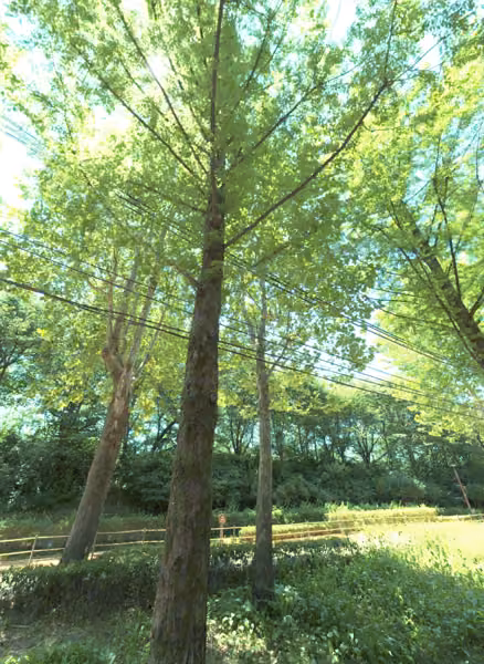 tree photo
