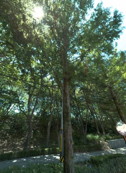 tree photo