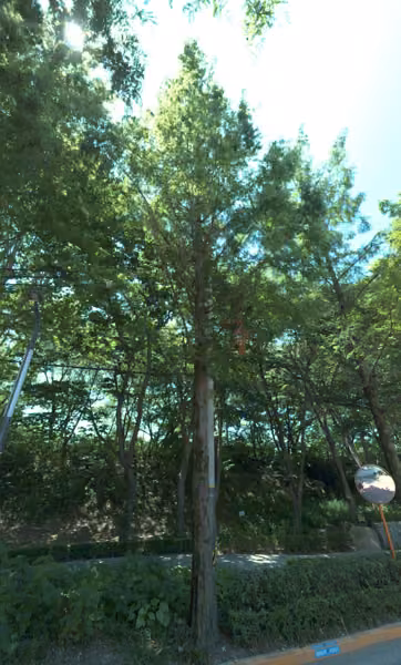tree photo
