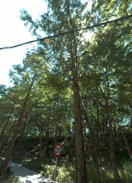 tree photo