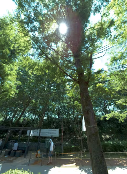 tree photo