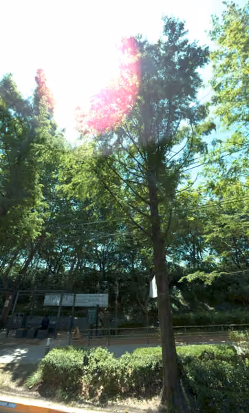 tree photo