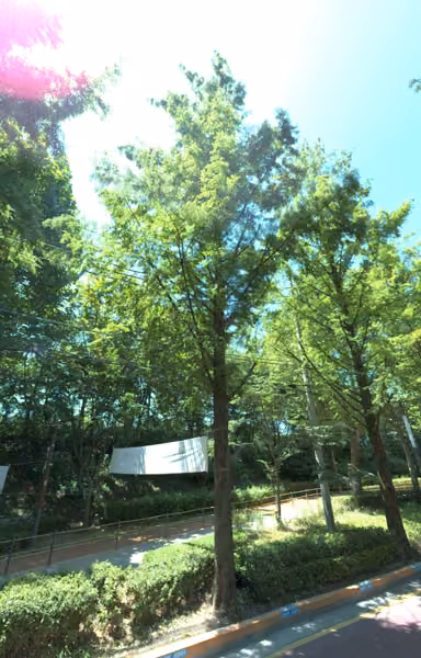 tree photo