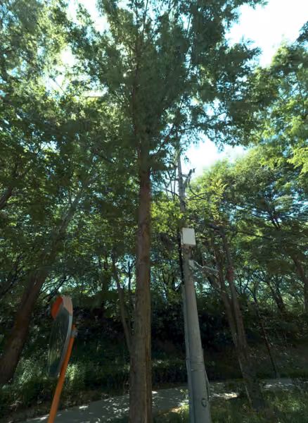 tree photo