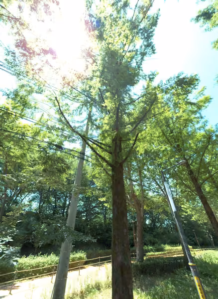 tree photo