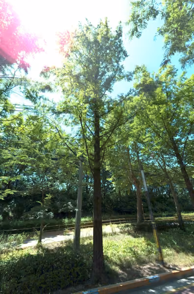 tree photo