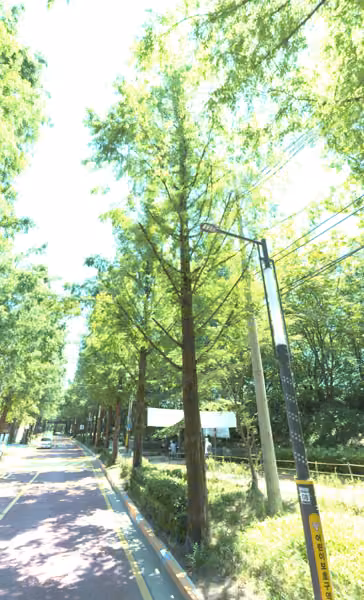 tree photo