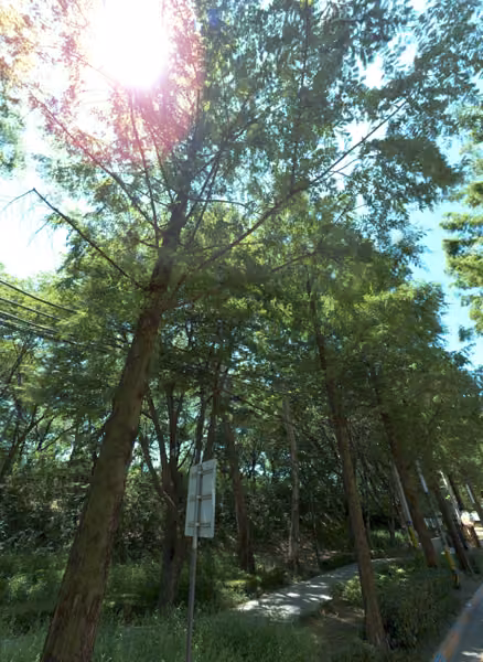 tree photo