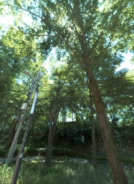 tree photo