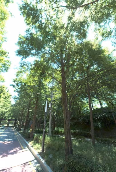 tree photo